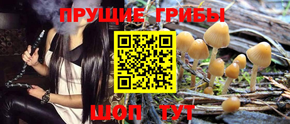 Галлюциногенные грибы Psilocybe Курчалой