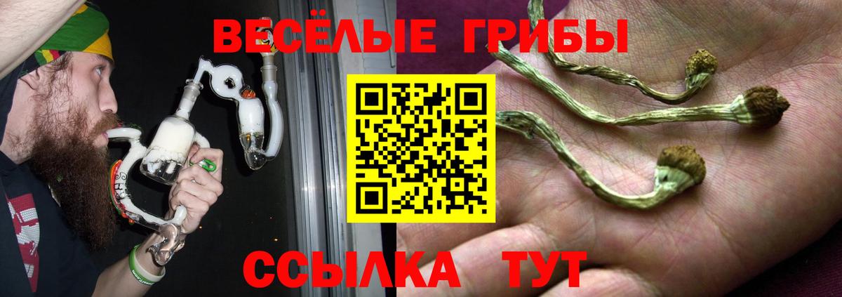Псилоцибиновые грибы мицелий  Псилоцибиновые грибы Psilocybe  Курчалой  где найти   Вход с VPN 