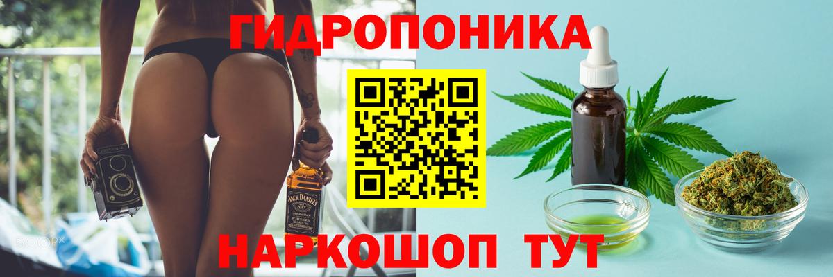 Канабис планчик Курчалой